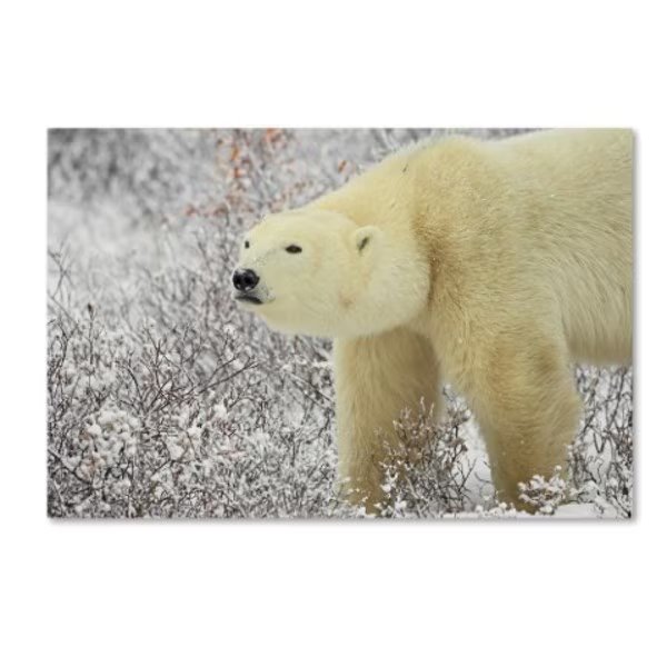 Robert Harding Picture Library 'Polar Bear 1' Canvas Art, 30x47, Trademark Fine Art, Mfr#: ALI19043-C3047GG